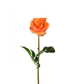 Kunstig Rose 65 cm Real Touch , hemmetshjarta.dk