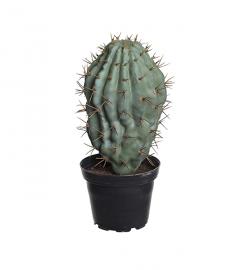 Kunstig Kaktus 18 cm , hemmetshjarta.dk