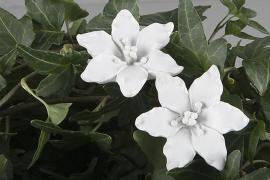 Blomst / Stick Lily Hvid 4cm 2-pack , hemmetshjarta.dk