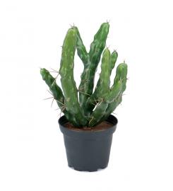 Kunstig Kaktus 23 cm , hemmetshjarta.dk