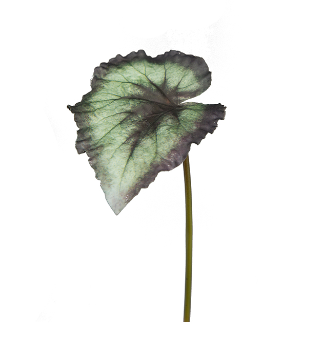 Kunstig Begonia Rex blad 20 cm , hemmetshjarta.dk